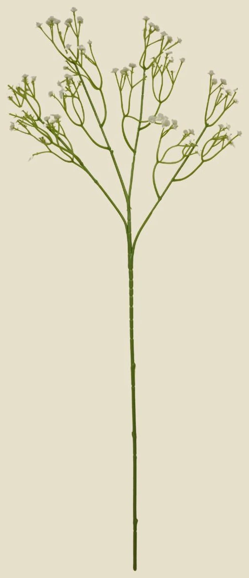Gypso New White Big Buds 60cm